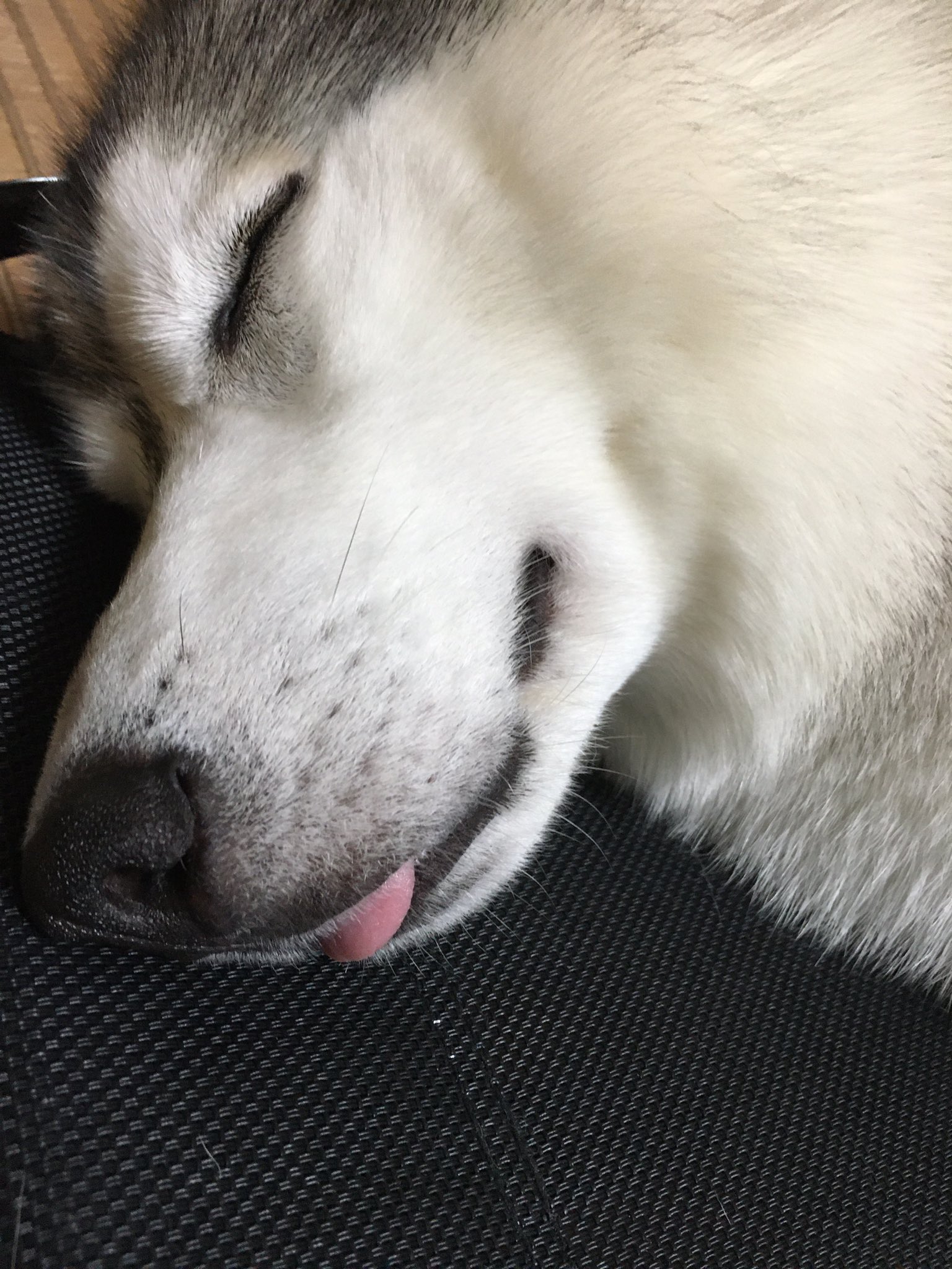 ハスキー犬 雪之丞 今日も舌出し睡眠 ハスキー犬 睡眠 T Co Ixhggsy2xe Twitter