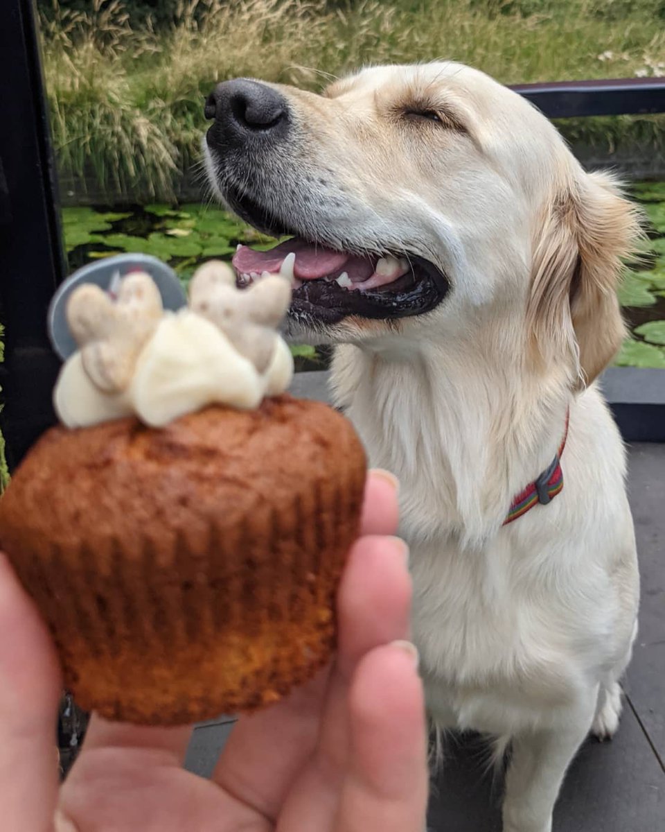 I had my cake... And ate it!!! 😝🐾🥳 

#2ndBirthday #2YearsOld