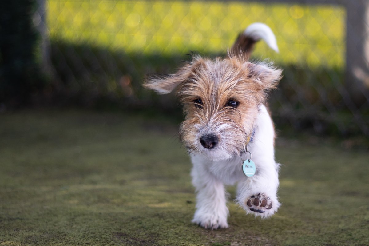 fourpawsdogs's tweet photo. Meet Harley Quin!  Harley is a 6 month old Jack Russell pup. She has been coming to puppy play days since she was 11 weeks old and has recently moved into the main daycare. 

From October 2021 we are increasing our puppy intake and look forward to more pups joining the fun. https://t.co/Ao4E70mXOS