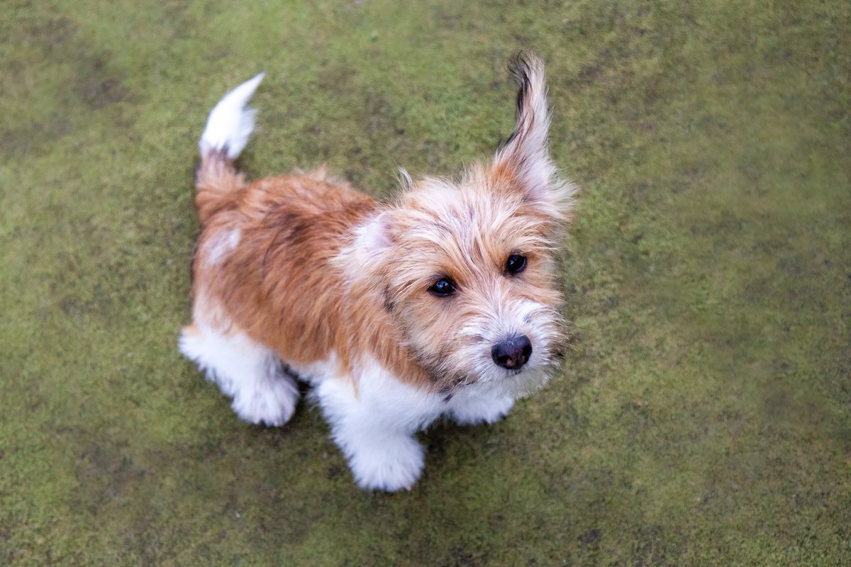 fourpawsdogs's tweet photo. Meet Harley Quin!  Harley is a 6 month old Jack Russell pup. She has been coming to puppy play days since she was 11 weeks old and has recently moved into the main daycare. 

From October 2021 we are increasing our puppy intake and look forward to more pups joining the fun. https://t.co/Ao4E70mXOS