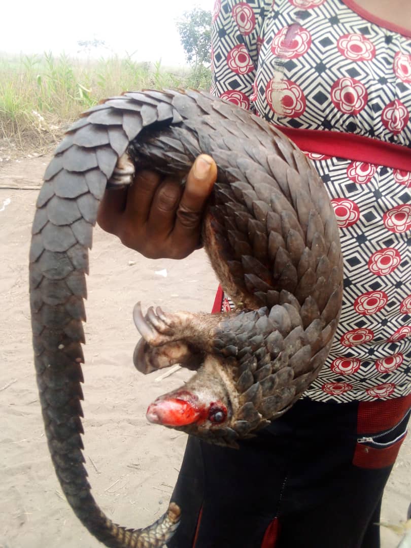 In the meantime the pangolin continues to pay the price in the deep of the Congo. <a href="/PangolinWorking/">African Pangolin Working Group</a> <a href="/SavePangolins/">Save Pangolins</a> <a href="/PangolinSG/">IUCN PangolinSG</a> <a href="/PangolinCrisis/">Pangolin Crisis Fund</a>