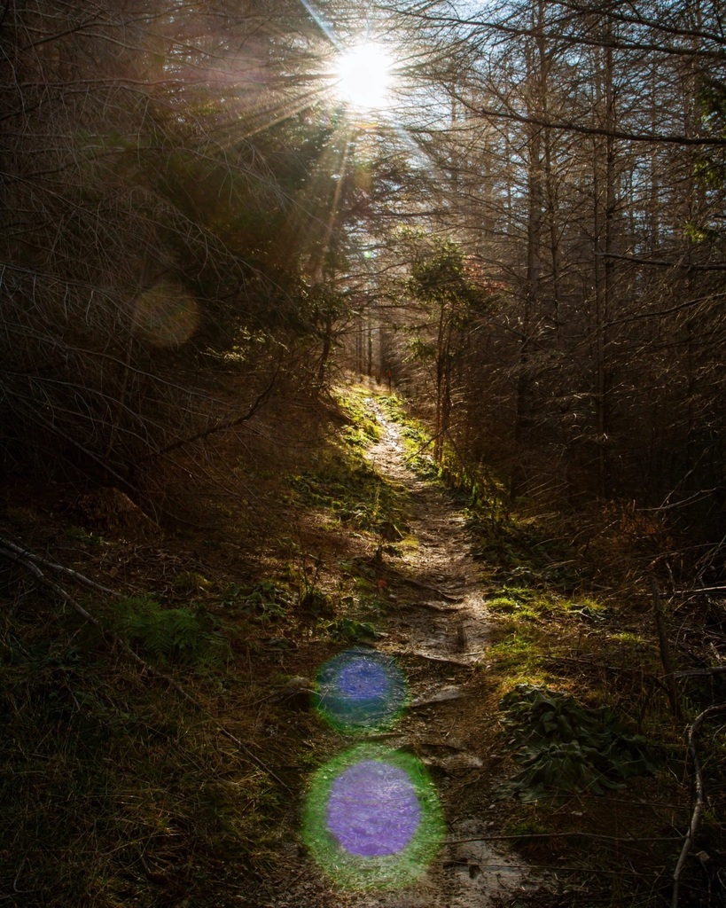 Thanaz's tweet photo. Chasing the sun through the trees
#forest #trail #hiking #sunthroughthetrees #Queenstown #newzealand #southisland #lensflare #olympuscamera #nature https://t.co/9s1XqOQsTL https://t.co/JlJ3r15XLJ