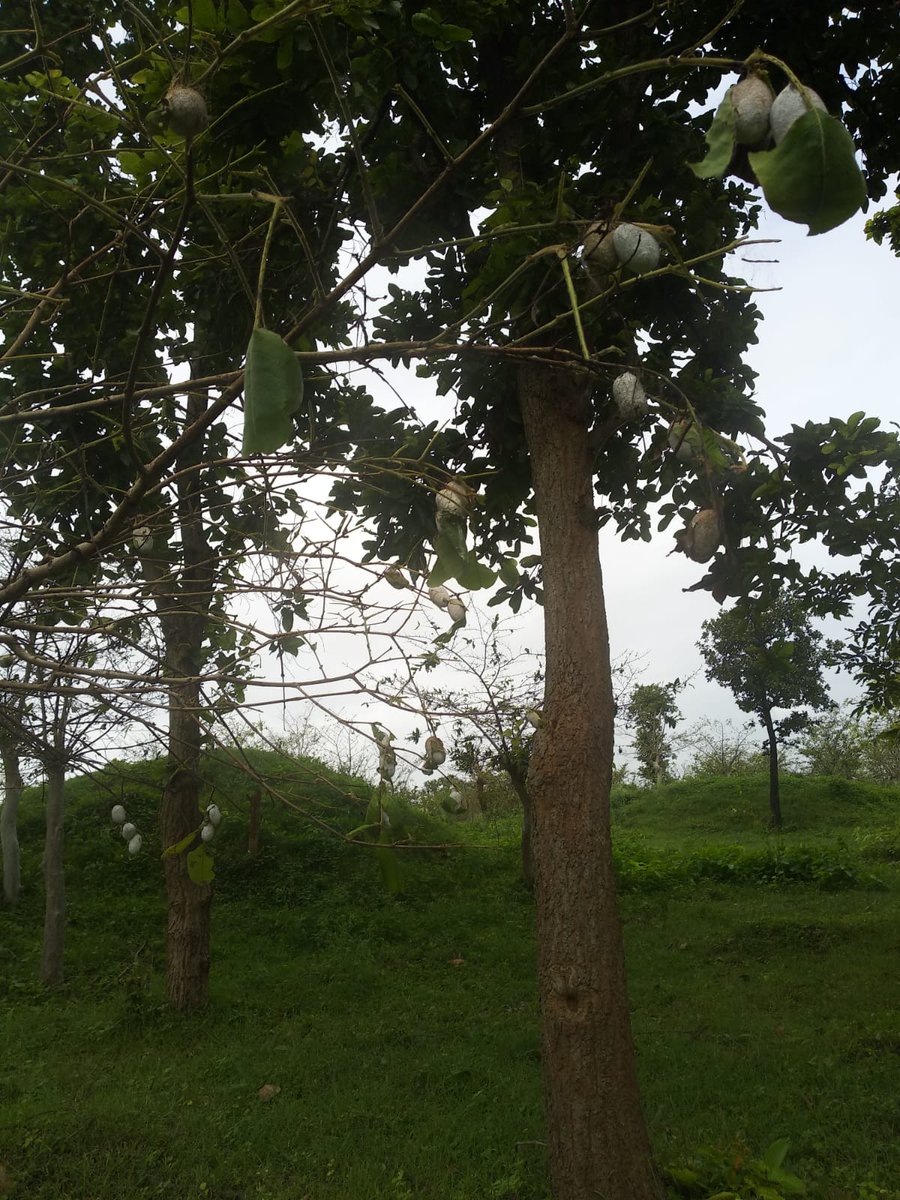 BTSSOBilaspur's tweet photo. Tasar Sericulture Serves as a means of livelihood to Tribes.
#HarvestingCocoons #AdoptedRearers #BSMTC #BTSSO
@csbmot @rajit123 https://t.co/hav8oSmkCe