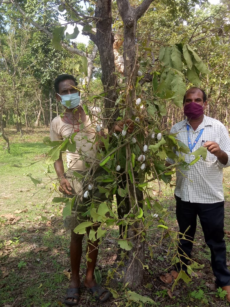 BTSSOBilaspur's tweet photo. Tasar Sericulture Serves as a means of livelihood to Tribes.
#HarvestingCocoons #AdoptedRearers #BSMTC #BTSSO
@csbmot @rajit123 https://t.co/hav8oSmkCe