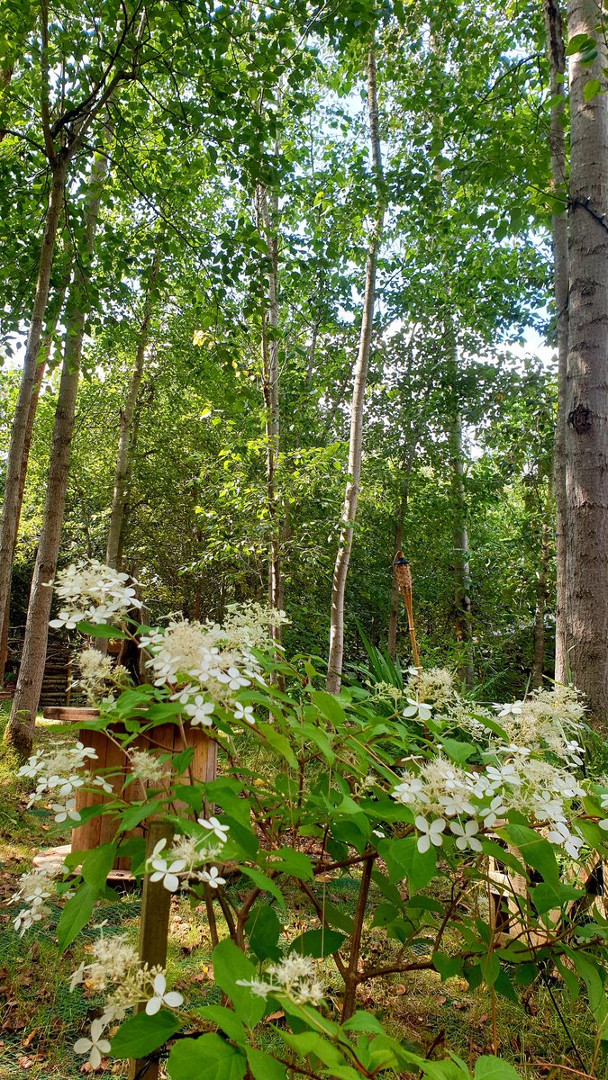 Unseen gems; we just love our woodland hydrangea on a summers day! Your wedding - your way.
#weddingwood #woodlandwedding #weddings2022 #buckinghamshireweddings #paulskoneweddingcelebrant