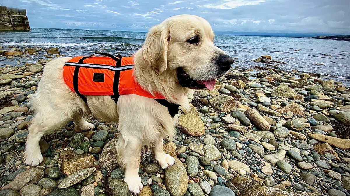 Scubaverse (@scubaversemedia) on Twitter photo Tried & Tested: <a href="/Typhoon_Int/">TyphoonInternational</a> Totland Dog Vest
#dog #boat #safety #Typhoon #Totland #lifevest #sea #GoldenRetrievers #swim #review
scubaverse.com/tried-tested-t… Tried & Tested: <a href="/Typhoon_Int/">TyphoonInternational</a> Totland Dog Vest
#dog #boat #safety #Typhoon #Totland #lifevest #sea #GoldenRetrievers #swim #review
scubaverse.com/tried-tested-t…