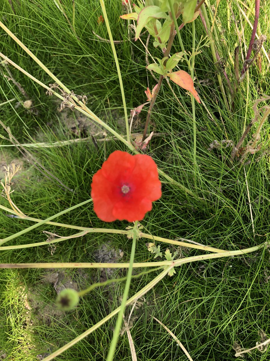 FGCcourseupdate's tweet image. Our Wildflower area, coming on nicely. ☀️🌼🌸🌺