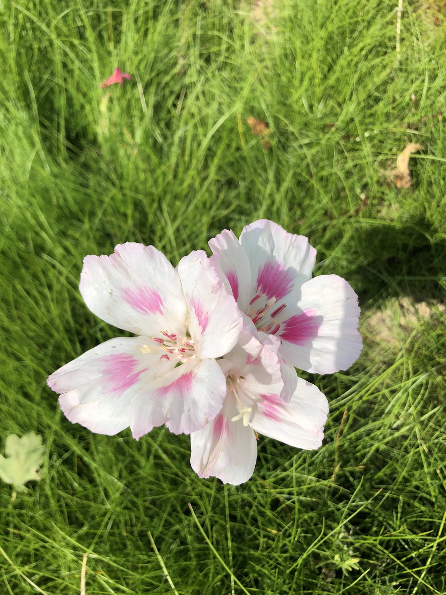 FGCcourseupdate's tweet image. Our Wildflower area, coming on nicely. ☀️🌼🌸🌺