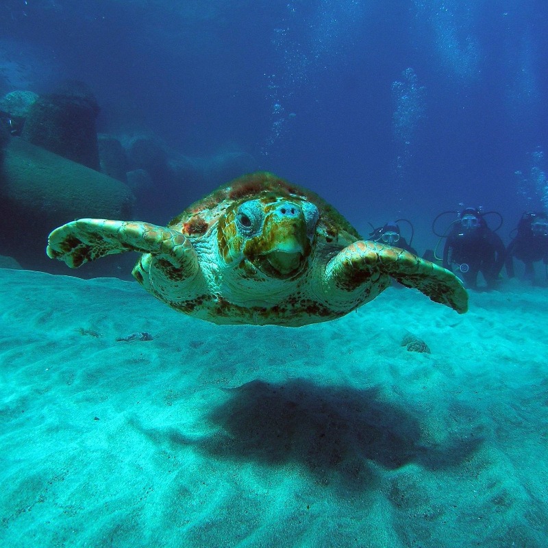 FBiodiversidad's tweet photo. Las pequeñas tortugas marinas juveniles del Océano Pacífico y el Océano Índico tienen una incidencia muy alta de plástico ingerido, según un nuevo estudio de la Universidad de Exeter, en Reino Unido, publicado en la revista 'Frontiers in Marine Science'.