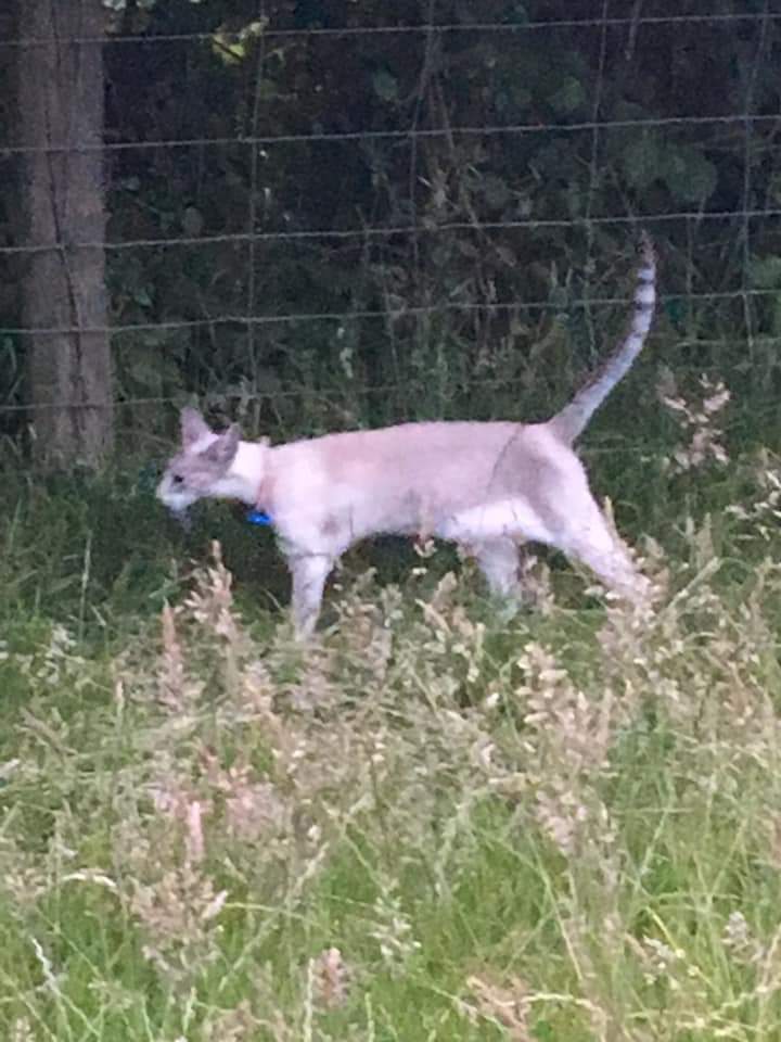 Find Missing Kobe TN15 (@findkobe) on Twitter photo We have stopped receiving potential sightings recently- please if you see a stray or new siamese in your area or a post of one & you think it could be Kobe, however remote and no matter where in the country, please please send this on to <a href="/DanellaScott/">Danella Scott</a> for checking out.
#FindKobe We have stopped receiving potential sightings recently- please if you see a stray or new siamese in your area or a post of one & you think it could be Kobe, however remote and no matter where in the country, please please send this on to <a href="/DanellaScott/">Danella Scott</a> for checking out.
#FindKobe