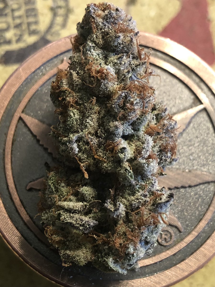 Morning meds #growyourown #np4p #acmpr #Ontario 🇨🇦