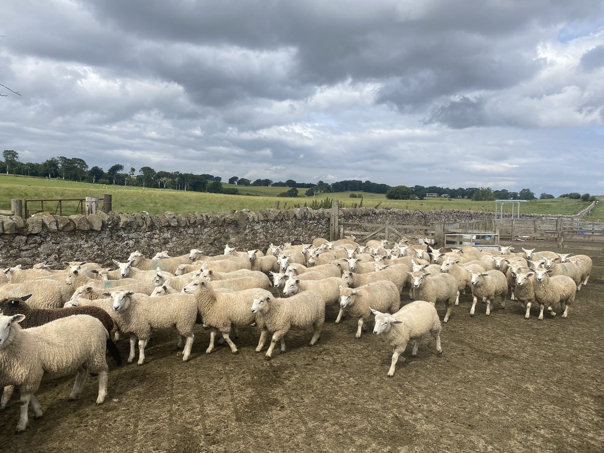 Owen Gray tweet media