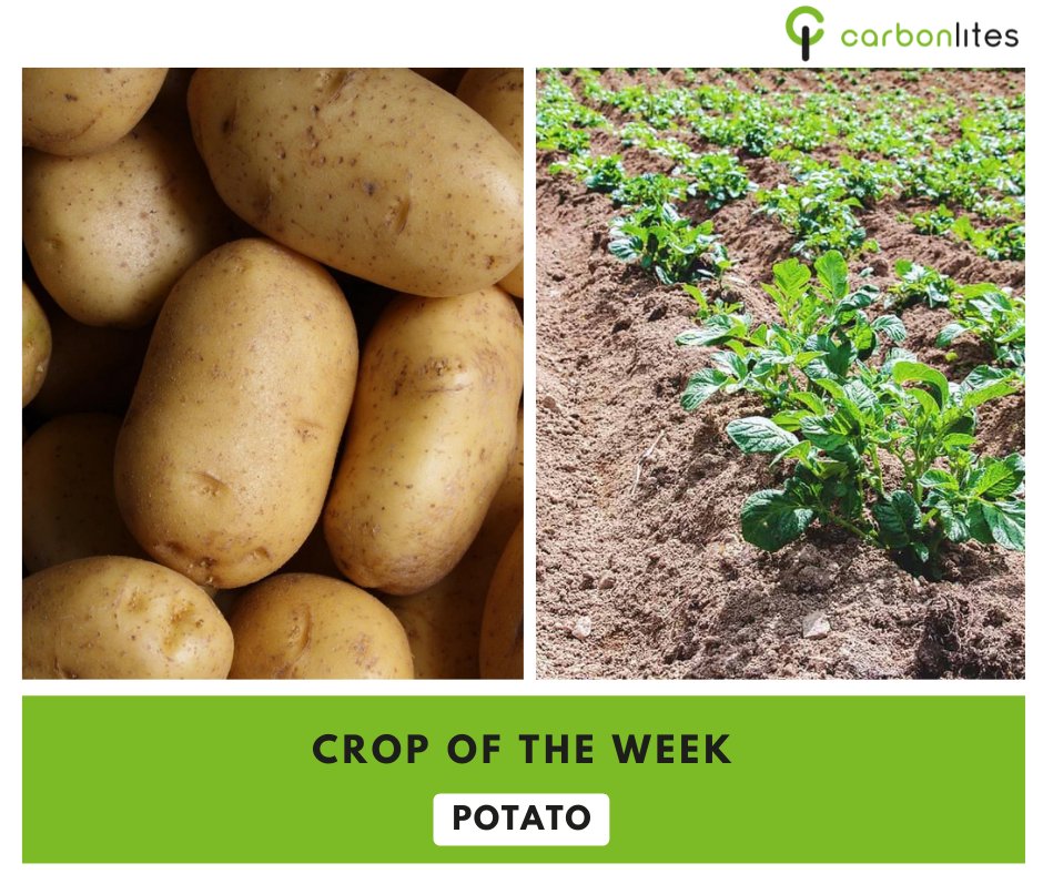 carbonmastersuk's tweet photo. Potato production is known to disrupt soil conditions &amp; hence maintaining a high soil organic content becomes vital for growth and yield. @Carbonlites manure nourishes the soil with necessary nutrients
Learn more: https://t.co/qqFsp6QPX8
Or call : +91 9148923921
#cropoftheweek https://t.co/2Zp4uXcy6e