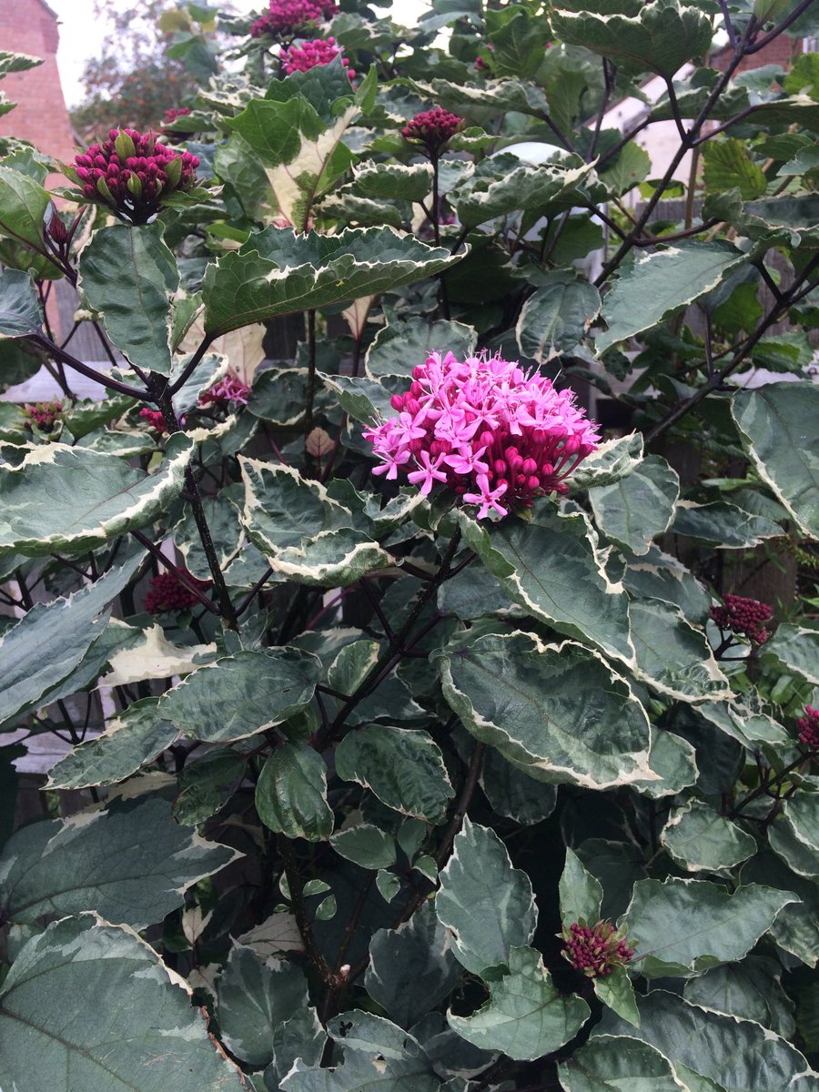 Anyone know what this shrub is? Healthy variegated example in my garden. Bruised foliage smells strongly of burnt rubber ⁦@SarahWhild⁩ ⁦@B_Strawbridge⁩