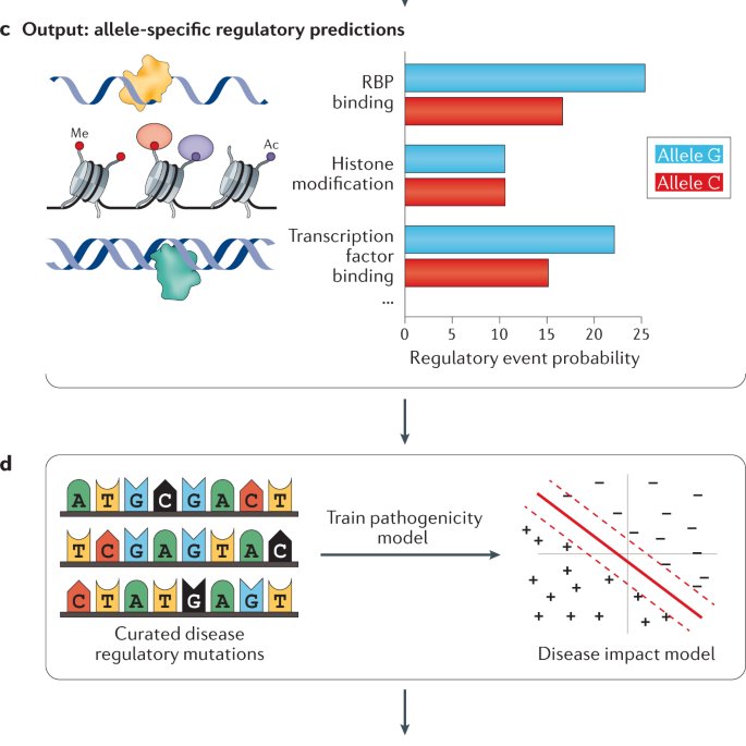 Integrative computational models can leverage genomic data to understand the impact of genetic variation, the effect of dysregulated genes on biological pathways in specific disease and tissue contexts, and disease risk
