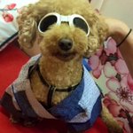 ツイートに含まれる画像