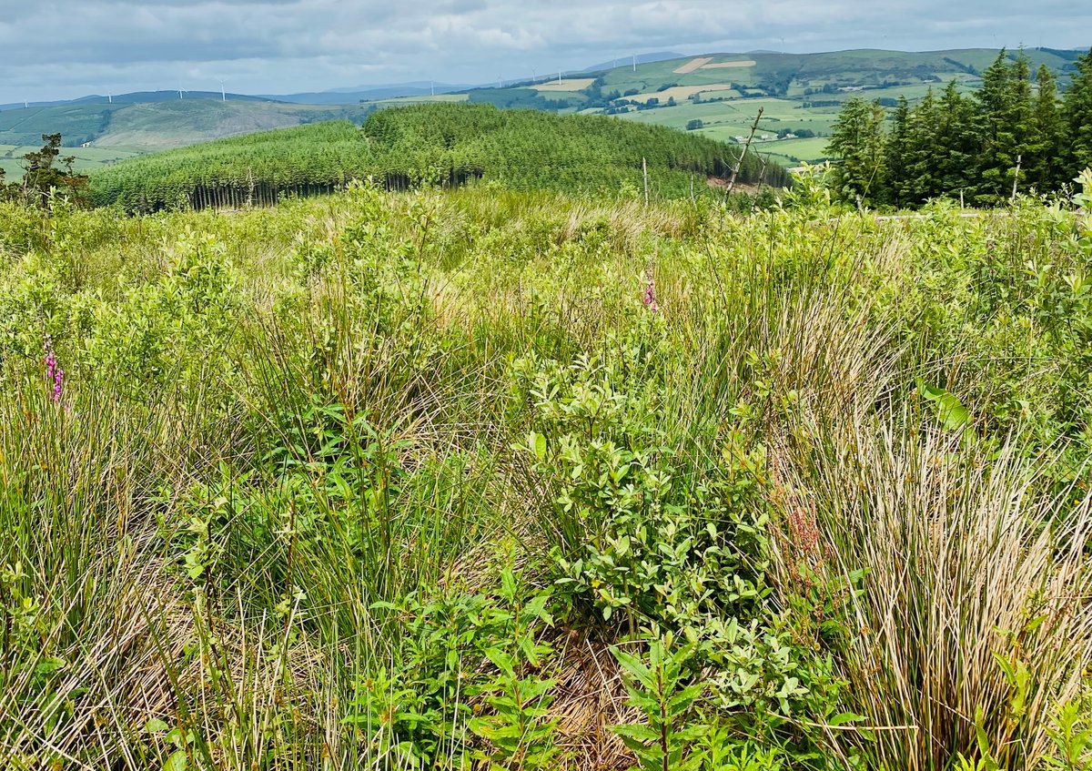 We are looking to recruit FOUR new PhDs for our multi-disciplinary Digitising Biodiversity project! [see thread for details]

More information at:
tcd.ie/e3/research/e3…

<a href="/JaneCStout/">Jane Stout</a> <a href="/y_buckley/">Yvonne Buckley</a> @CarolineBrophy5 <a href="/TCD_NatSci/">School of Natural Sciences, Trinity College Dublin</a> <a href="/TCDZoology/">Zoology, Trinity College Dublin</a> <a href="/TCDnatureplus/">Nature+</a>
