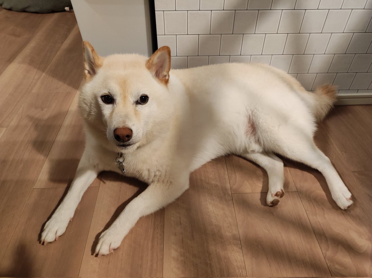 you_one000's tweet photo. 暴れて怒られてしょんぼりしておる
#柴犬 #柴犬のいる暮らし #柴犬を崇めよ https://t.co/qN0zuXu65y