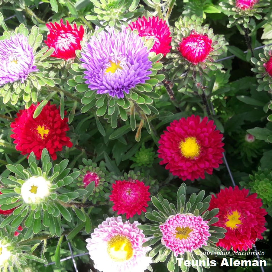 summerflowersNL's tweet image. Callistephus is een van de oudste gewassen zomerbloemen die er door de Nederlandse telers wordt geteeld. Vroeger had bijna elke zomerbloemen teler wel een hoekje zomerasters staan. 

#Summerflowers #Weetje #Callistephus #SeizoensBloemen