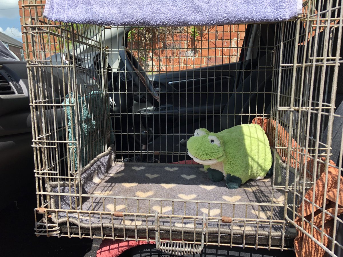 KTHallmark's tweet image. Me &amp;amp; Frog 🐸 are off to collect my new @hd_puppy #WorkshopAssistant this afternoon 🤗