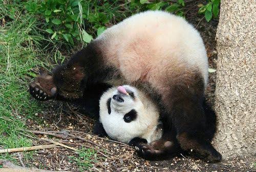 friendlykitties's tweet photo. how tf are pandas real? https://t.co/MfDi1vF0IQ