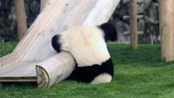 friendlykitties's tweet photo. how tf are pandas real? https://t.co/MfDi1vF0IQ