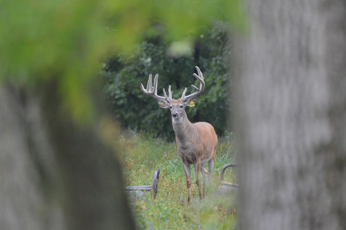 Anyone else daydream of hunting 24/7?  💭