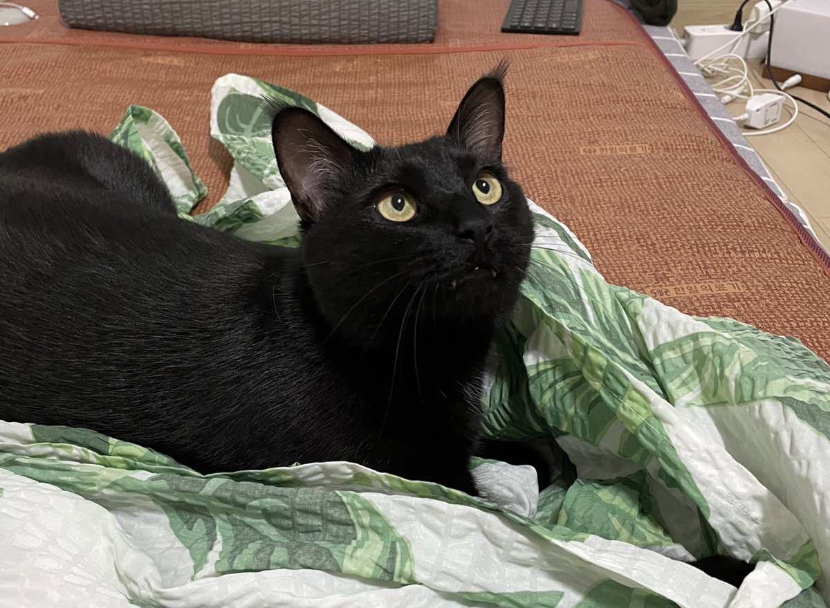 새치 (@koostav) on Twitter photo 