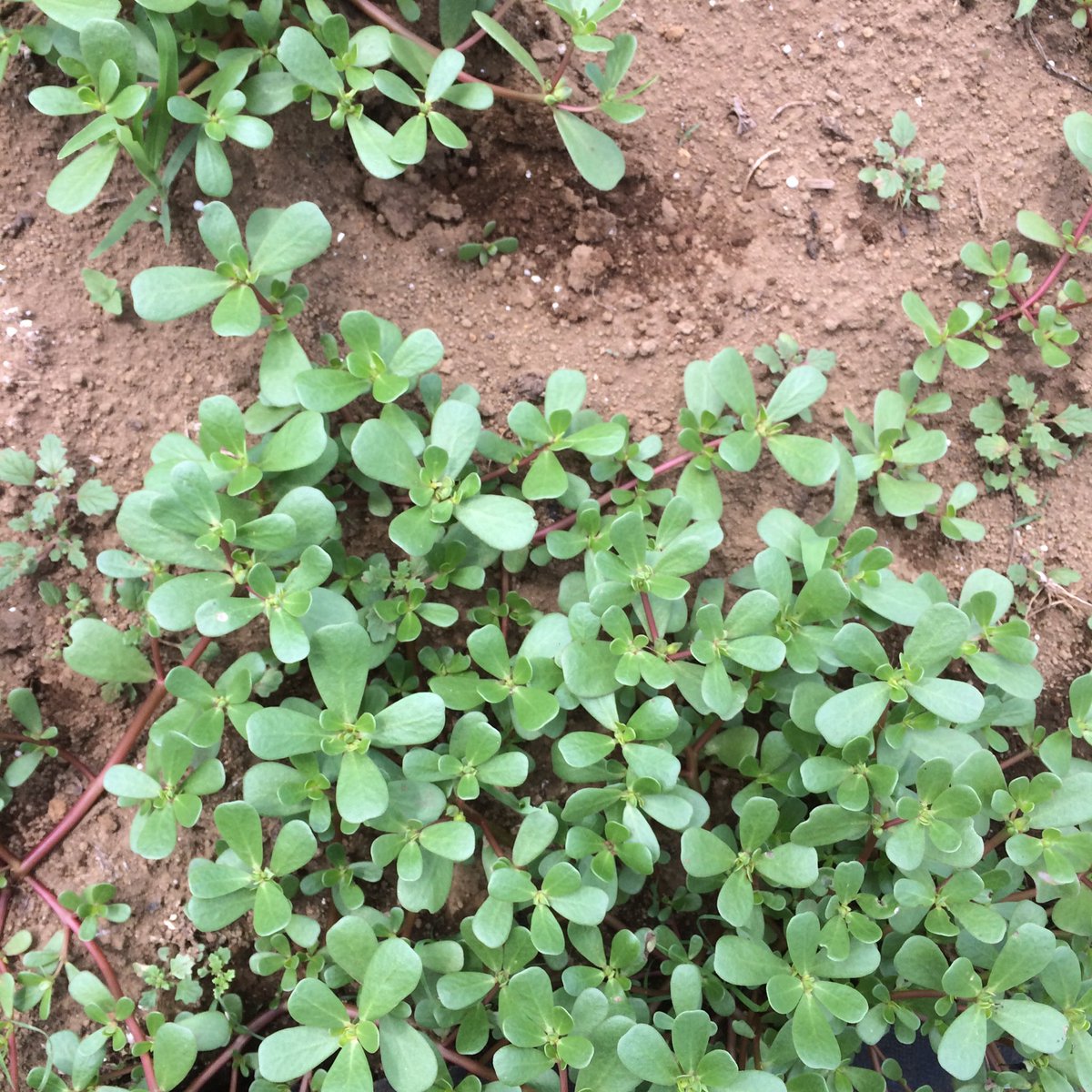 食べられる雑草 食べられる雑草