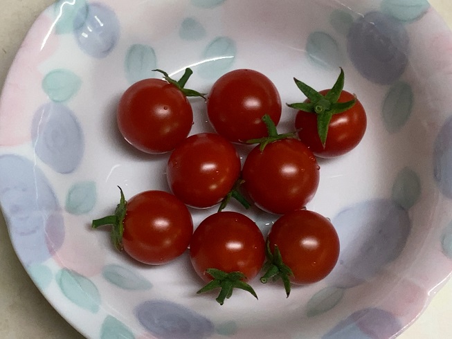 ファームサイトウ 今日の収穫 千果8個 そして ついに小玉スイカが初収穫 収穫時期が不安でしたが ちゃんと赤くなってくれてました 糖度測ったら12 6度 甘くてめっちゃ美味しい 大満足です 新規就農 砂栽培 高糖度トマト ミニトマト 小玉