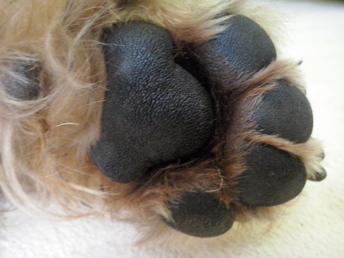 jennyfuramy's tweet photo. Montys specially fond of a dollop of Vitamin E cream on his paws (AKA in his tummy 😋) when he's bin diggin da garden 😬 #PawModel https://t.co/T4k7sjLV22
