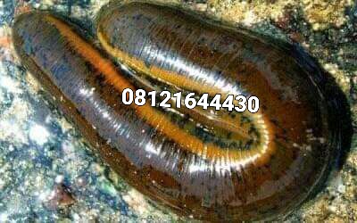 ADO05047848's tweet photo. Lintah, Buah Hitam.Daun bungkus buah hitam.Ramuan asli untuk kasih besar dan panjang penis 1 botol 800 Rb. Ramuan utk bungkus .pake  mlm pagi besar panjang penis. Ramuan pake aman ,karna ramuan sudah campur pendingin.yg minat wa.08127984949
Area manokwari papua.Napi KebaR https://t.co/4TYx0ghAyg