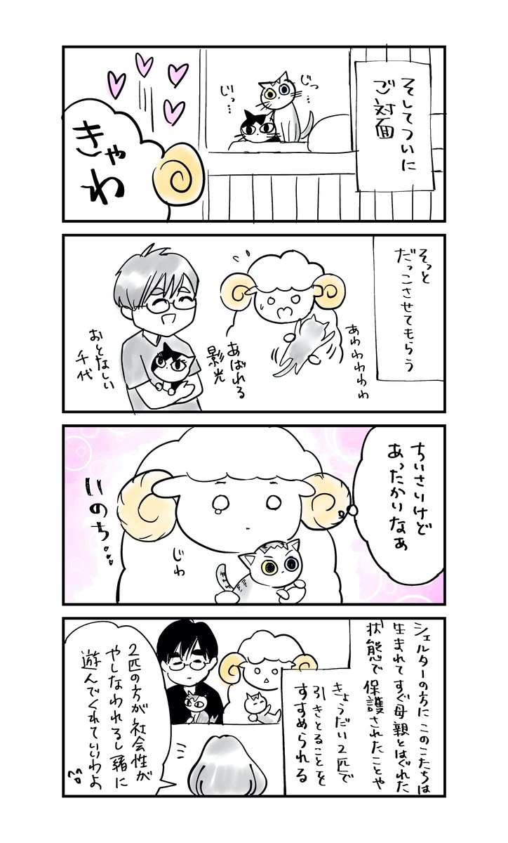 保護猫とのお見合いの日
#生活にうるおいを 
#猫漫画 #猫のいる暮らし 