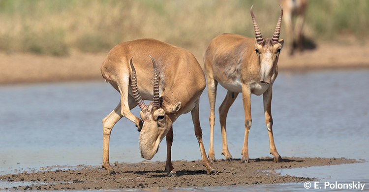 #Saiga population numbers increased thanks to joint efforts by the countries 🇰🇿and cooperating organizations to implement the CMS Saiga MOU. 

International trade control applied by <a href="/CITES/">CITES</a> also played a role.

👉🏻cms.int/saiga/en/legal…