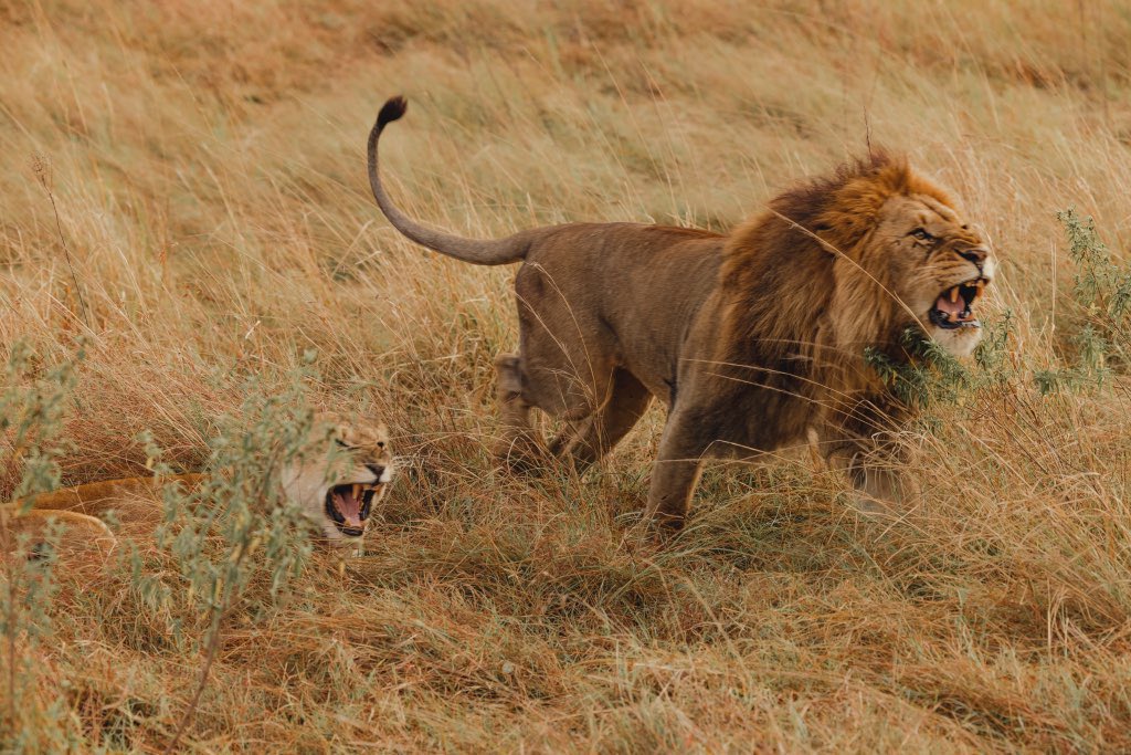 So that happened 😅
New video from the Great Migration of Kenya Africa - youtu.be/rYpRHZiMANk