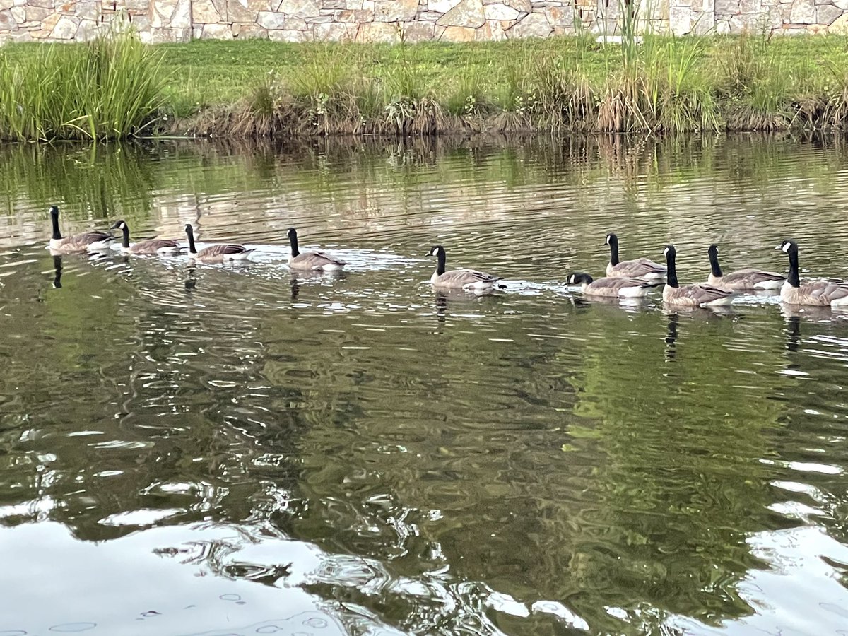 The four cornerstones of competence are learning, change, judgment, &amp; vision.” ~ Timothy R Clark, The 4 Stages of Psychological Safety 
People support and follow the guidance of  leaders they can trust.