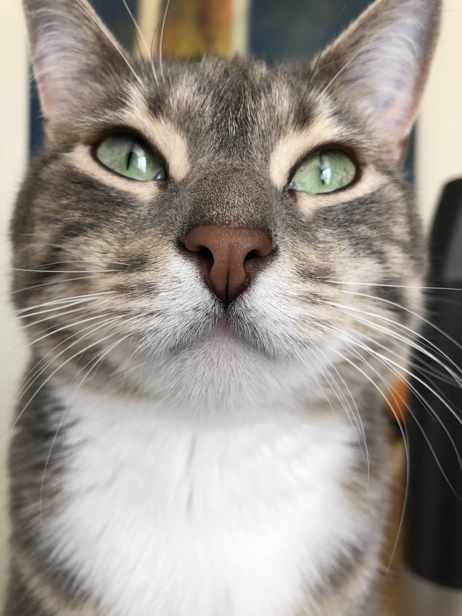 BenRejmer's tweet photo. My baby Beans. (Not actually a baby, just treated like one) https://t.co/7Bq0MD9gsz