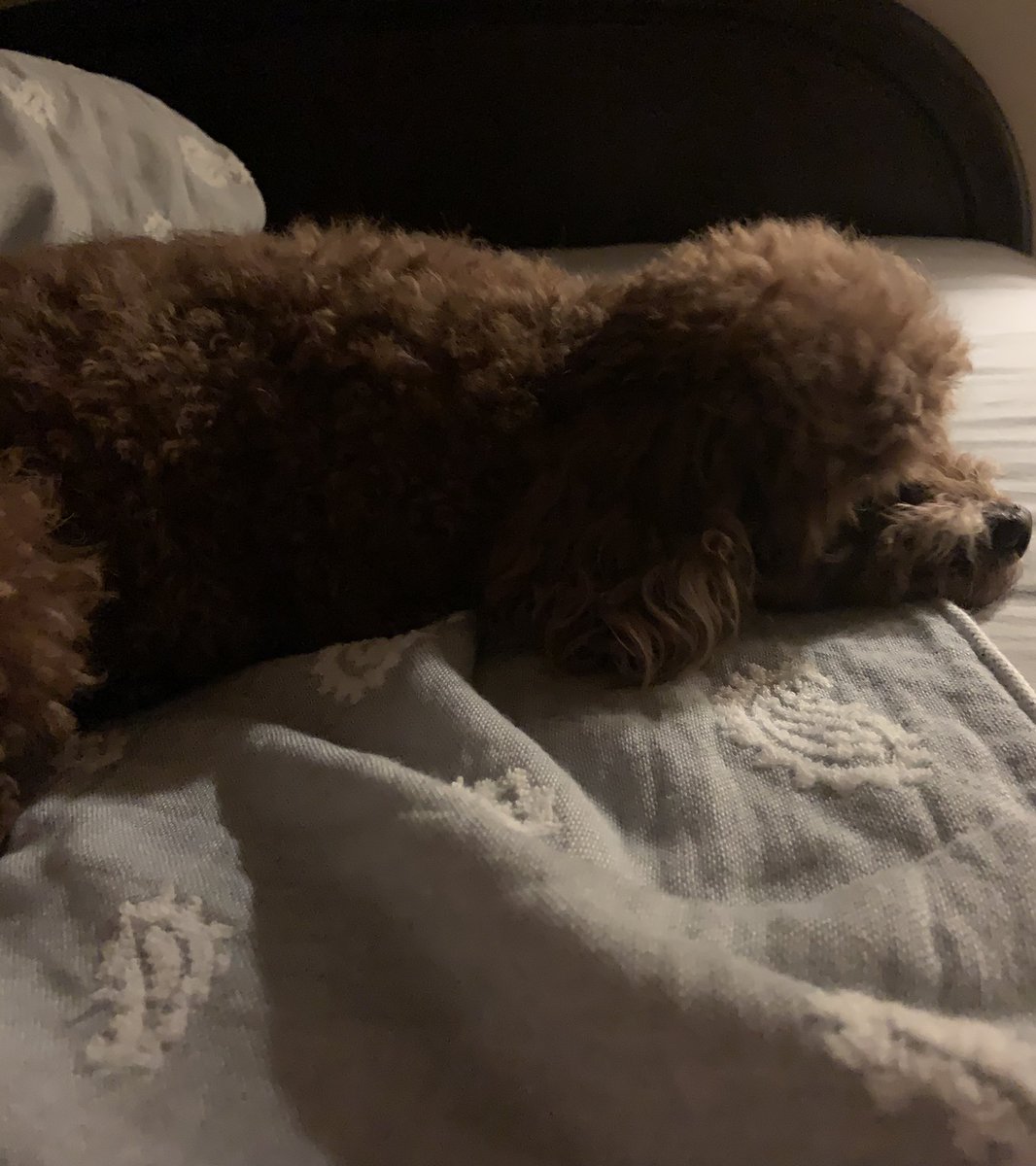 tomoko84632787's tweet photo. 💤💤
#dog #ToyPoodle #doggy #doglobve #myloveone
 #トイプードル
#犬好き https://t.co/soQRUG9Oea
