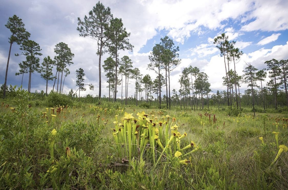 Northwest Florida, your beauty is mind BOGgling! 💚 #conserveflorida

📸: Joseph Ricketts
