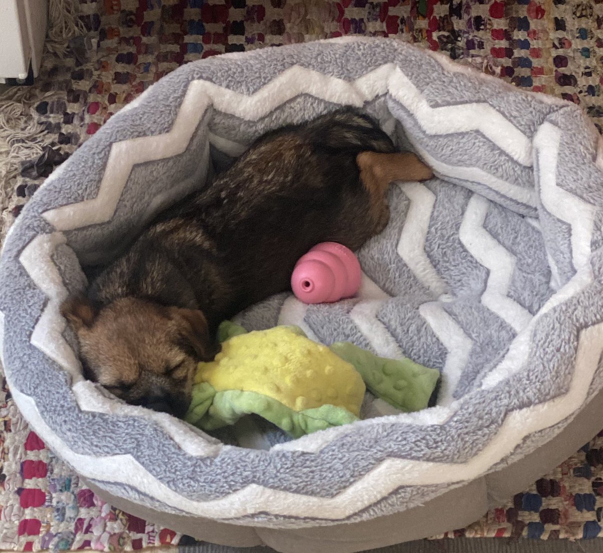 aka_toots's tweet photo. Ok big peeples…go to work and make da kibble while i naps https://t.co/PPqNNbbjrl