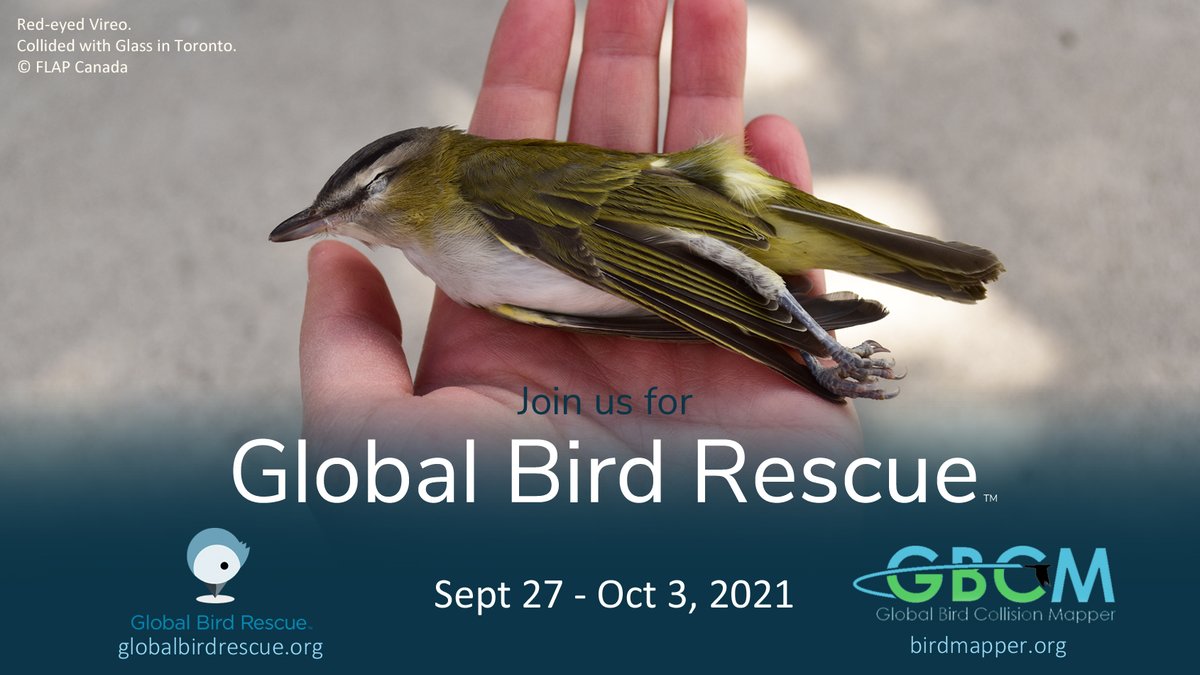 Join us for Global Bird Rescue from September 27th to October 3rd, 2021, as FLAP Canada, conservation groups and member of the public rescue and document birds that have collided with buildings, while working to make the built environment safer. Visit globalbirdrescue.org