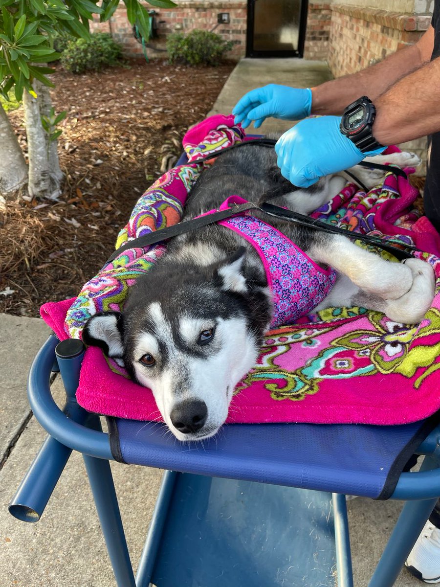Elsa is a husky who rescuers believe she had been shot in the hind quarters and was paralyzed. Her abusers then dumped her on the side of the road where she would lay for 3 days in the sweltering summer heat. Although thanks to pilots, she was able to be flown to medical care!