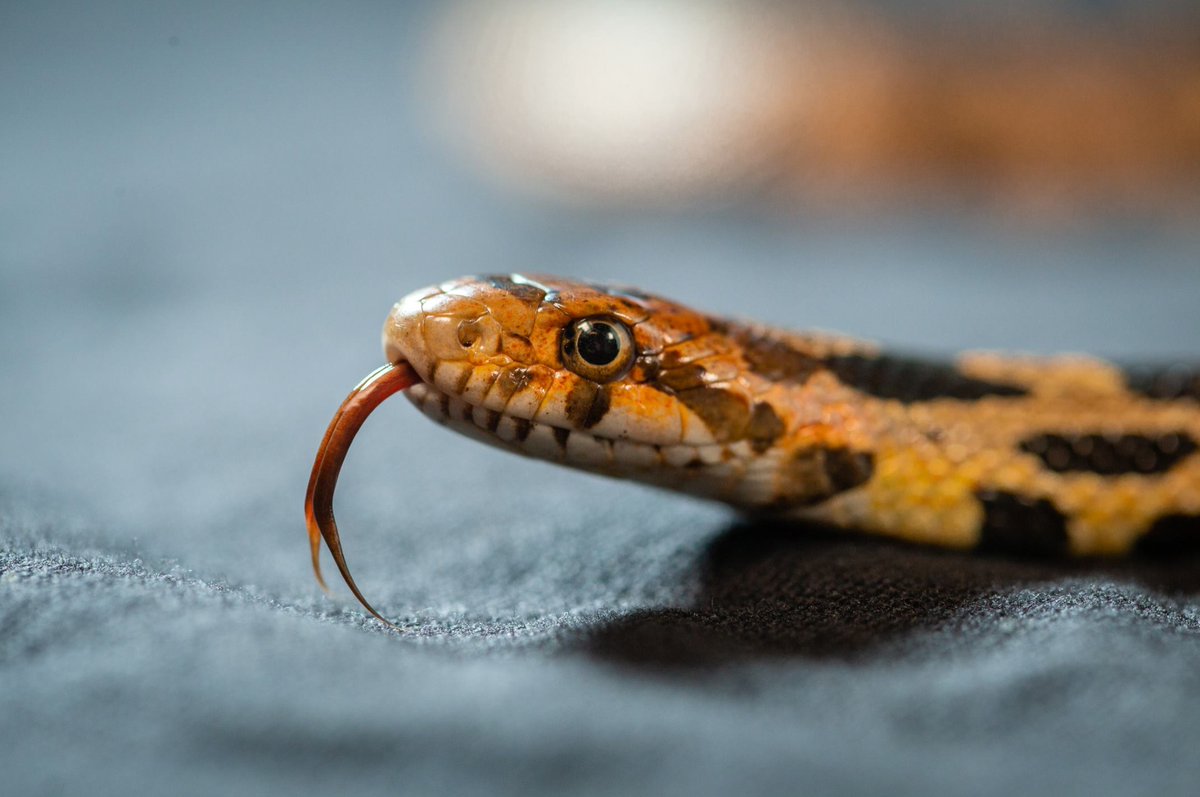ToledoZoo's tweet photo. #TongueOutTuesday 🐍
#FoxSnake #Snake #Snakes #ToledoZoo #ToledoOhio #Toledo #Ohio #Michigan #Detroit #Zoo #ZooAnimals #Animals #Reptiles https://t.co/7LEajf5R7r
