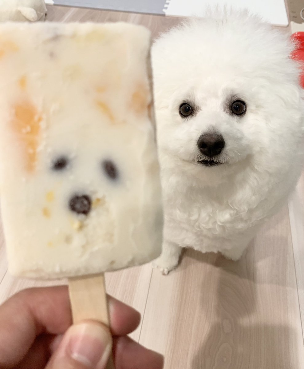 白くまアイスに封印されし犬 表情までそっくりすぎる 食べるに食べられない 可愛い封印 Togetter 白くまアイスに封印されし犬 表情までそっくりすぎる 食べるに食べられない 可愛い封印 Togetter