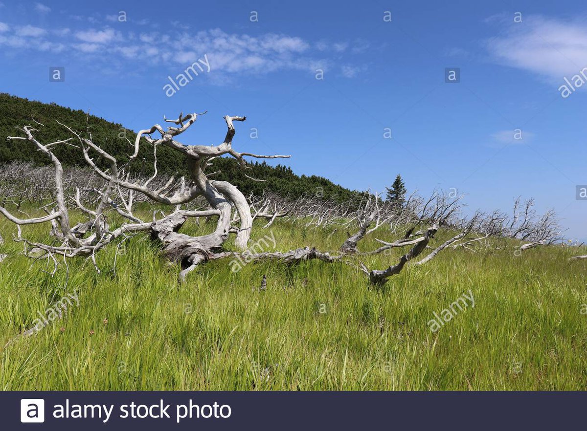 Mirazroa's tweet photo. A more beautiful world
Image ID: 2G9J2FY
@AlamyContent #viadinarica #magicalgarden #microstock #stockphotos #bergen #AlamyPOTM #LocalLandscapes #alamystockphoto #AlamyPicNeeds #abstrakt #sculpture #grandsculpture https://t.co/VoVirM81sI