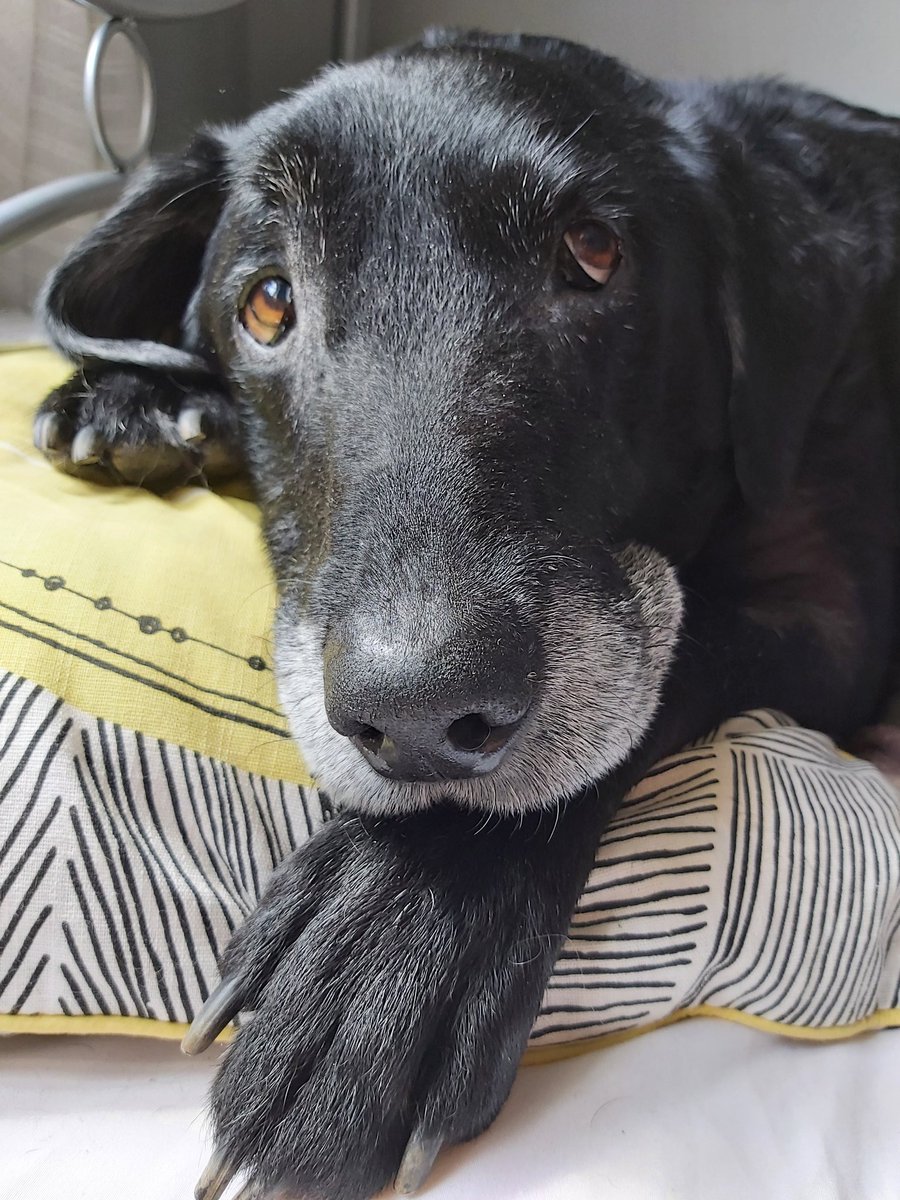 My face when the human tells me she luffs me 😊🥰😊