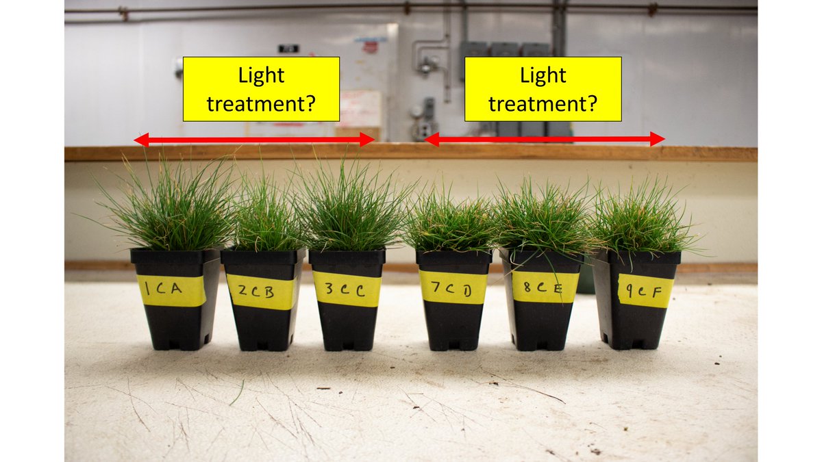 UMNTurf's tweet image. Guess which one of these sets of hard fescue plants was treated with a low R:FR ratio – for the answer, read the latest blog by Dominic Petrella, “What role does far-red light play when light intensity is high?” z.umn.edu/7191