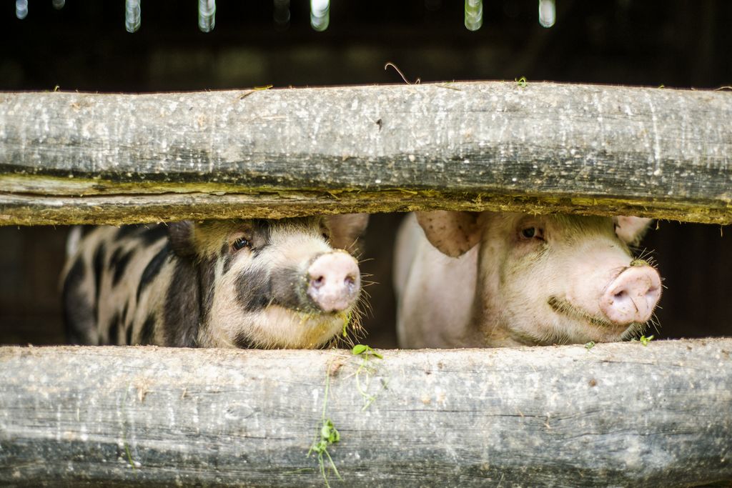 ReformFCS's tweet photo. Just this year, FCS institutions have loaned tens of millions to:

1️⃣ A publicly-traded company 
2️⃣ A company that grows wellness &amp; beauty brands 
3️⃣ A global industrial packaging corporation. 

Where is the "Farm" in Farm Credit? 🤔 https://t.co/gkxWMMjxUh https://t.co/raN8aH504v