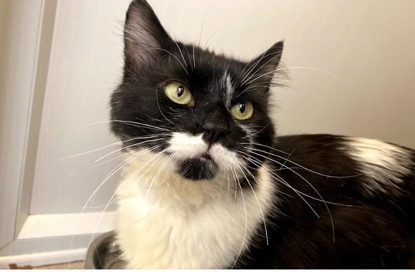 RspcaFinchley's tweet photo. Scruff came into our care as a scruffy, matted stray. He is 3 yrs &amp; was being fed by a kind member of the public. Scruff is affectionate and likes to rub against your legs, he also enjoys lots of strokes. He is extremely vocal too! To adopt, see the link on our profile 😻 https://t.co/F7EhkrXO7G