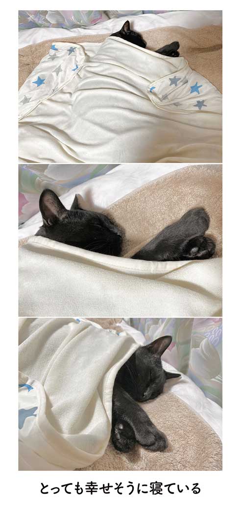 猫と平和的にベッドスペースを分け合うには? 夏のお布団事情を描いた漫画に飼い主の愛情を感じる https://t.co/jwyBwTjKyr @itm_nlabより 